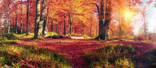 1271459 (a): :2560x1123